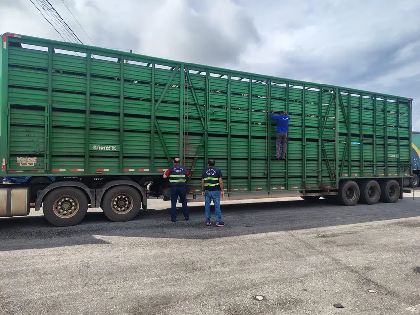 SEFA APREENDE 68 CABEÇAS DE GADO NO NORDESTE PARAENSE