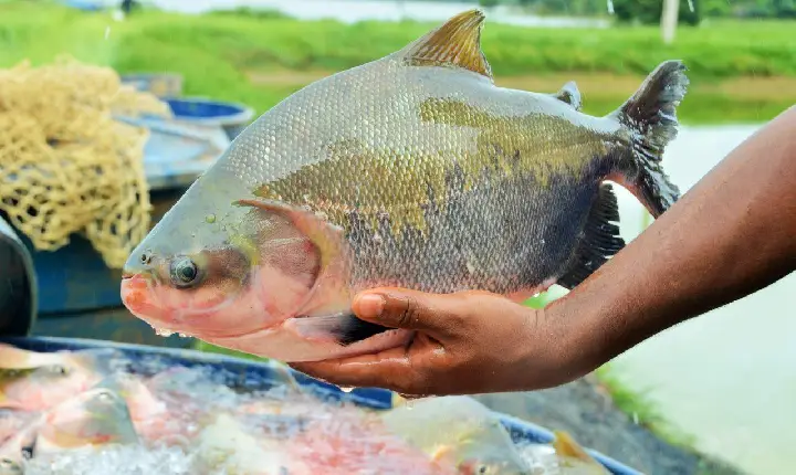 BANNACH PROMOVE CURSO GRATUITO DE PISCICULTURA
