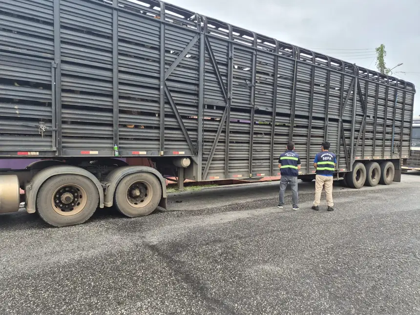 SEFA APREENDE 80 CABEÇAS DE GADO NO PARA