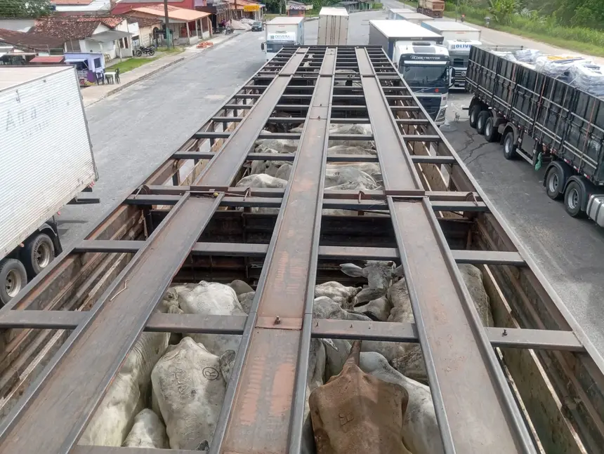 SEFA APREENDE GADO NO POSTO FISCAL EM CACHOIRA DO PIRIÁ, NORDESTE DO PARÁ