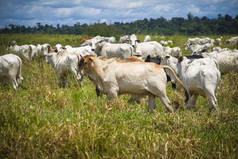 ADEPARÁ INICIA CAMPANHA DE ATUALIZAÇÃO CADASTRAL PARA REBANHOS