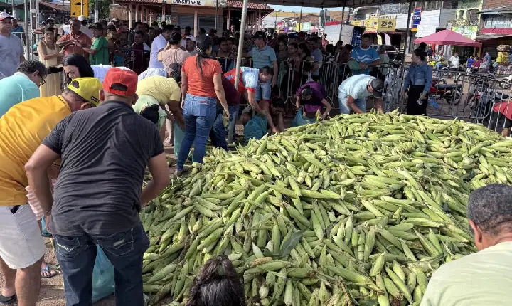 COM DISTRIBUIÇÃO DE 300 MIL ESPIGAS, FESTIVAL DO MILHO É SUCESSO EM GOIANÉSIA DO PARÁ