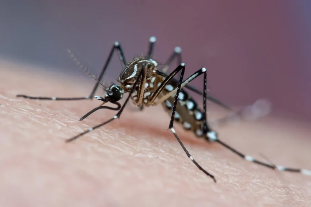 OMS LANÇA PRIMEIRO GUIA PARA AMPLIAR TRATAMENTO DA DENGUE EM CRIANÇAS