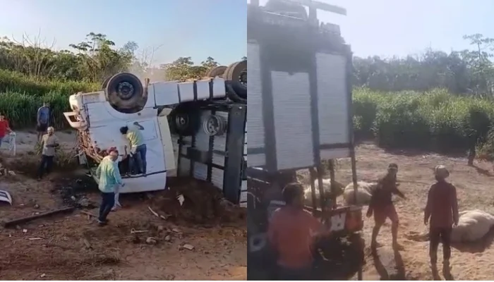 CAMINHÃO CARREGADO DE GADO TOMBA EM CURVA NA PA-151, EM BAIÃO