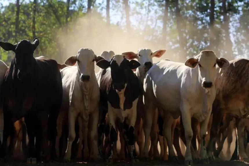 AGRO DE  SÃO FÉLIX DO XINGU E NOVO REPARTIMENTO GANHA FORÇA NO EXTERIOR