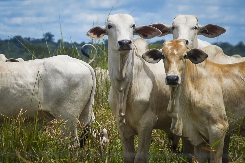 PRODUTORES RURAIS TÊM ATÉ SEGUNDA-FEIRA, 3, PARA ATUALIZAR CADASTRO DE REBANHOS NO PARÁ