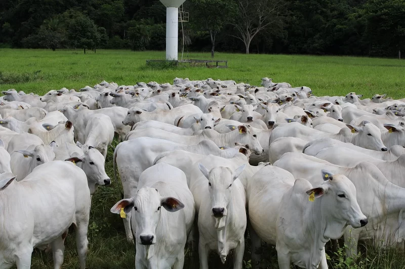 COM 1,3 MILHÃO DE BOVINOS, MARABÁ ESTÁ ENTRE OS MAIORES REBANHOS DO PAÍS