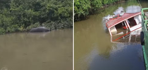 EMBARCAÇÃO COM 60 BÚFALOS NAUFRAGA NO PARÁ E ANIMAIS MORREM AFOGADOS
